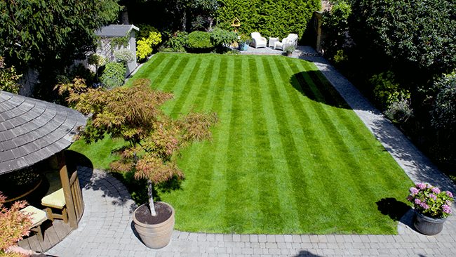 A freshly striped lawn in a landscaped garden
